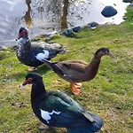Vestavind Og Rom As 호텔 올레순